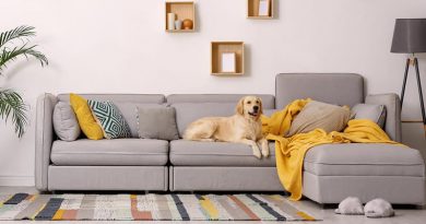 Creating a Safe and Comfortable Living Environment for Pets: Furniture and Home Essentials