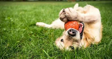 Recommended Toys and Activity Supplies for Your Pet
