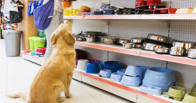 The Best Places to Buy Pet Supplies