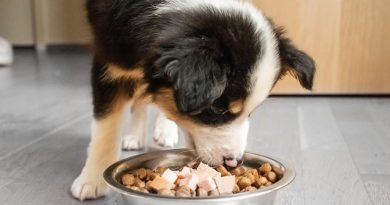 The Best Types of Food and Feeding Supplies for Your Pet’s Health